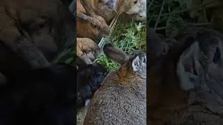 Sharing Sunday bunny brunch 😋 