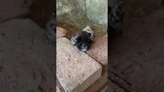 Dog Puppies🐶 sleeping | #shorts | #kannanfarm