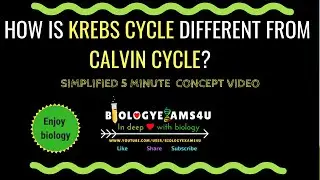 Difference between Krebs cycle and Calvin cycle (Krebs Cycle vs Calvin cycle)
