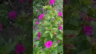Мирабилис - ночная красавица #цветынадаче  #сад  #цветывсаду  #цветы