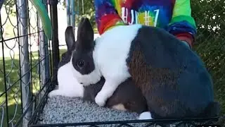 Breeding season in rabbits. How to successfully breed rabbits in a cage