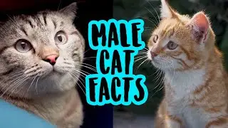 Male Cat difference between female vs male cat personality Fun Cat Facts Why Which gender boy kitten