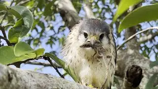 The American Kestrel or Sparrow Hawk (Falco Sparverius)