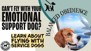 Flying with a Service Dog? Lean DOT Laws & Regulations @BalancedObedience