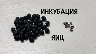 Палочник Неожиданный Sungaya inexpectata + Аннамский палочник | ИНКУБАЦИЯ ДЛЯ НОВИЧКОВ