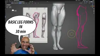 Leg anatomy basic forms