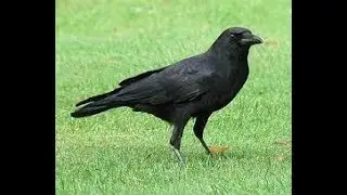 RIP Crow 2017 - 2017
