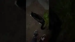 Дк с Дрейком гладят котика