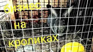 бизнес на кроликах#вдеревне#введение#дом в деревне