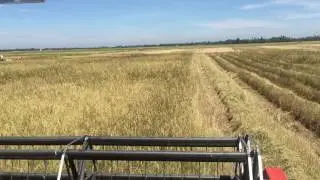The Kubota DC-95GM | Sime Kubota Stalk of rice