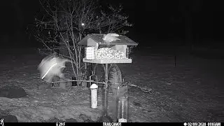 Flying Squirrels