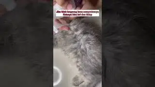 Review spray kutu merek Dr. Bulu dan cara penggunaannya