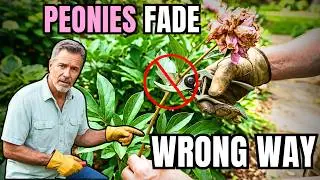 Peonies after Blooming: 7 Mistakes That Will Cost you Lush Blooms Next Year!