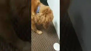 doggy's life 21