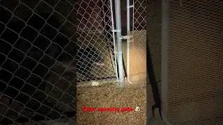 German Rottweiler Opening Gate