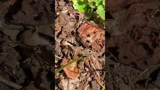 Backyard bug hunt - spider wasp