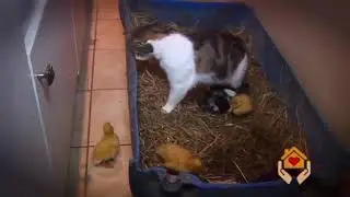 Котёнок играет с цыплятами
