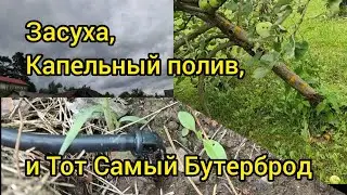 Засуха, капельный полив... и Тот Самый Бутерброд.