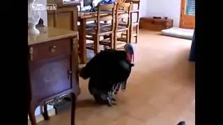 Turkey Dancing the Flamenco-Turkey dancing