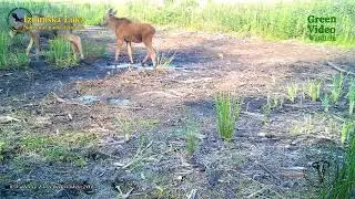 Moose with calf / лось / Alces alces. Green Video. Encyclopedia of Wildlife Project