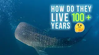 10 Interesting Facts About Whale Shark - Encyclopedia About Animals (#10 is Momentous)