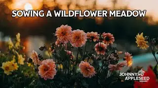 How to Sow Seeds for a Wildflower Meadow | Wildflowers 101 | Johnny Appleseed Organic