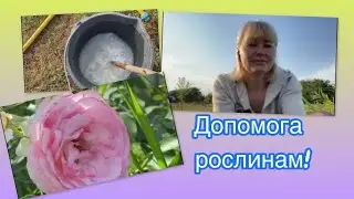 Дві справи , які   зробила в саду//профілактика захворювань рослин@roslyny_dlia_dyshi