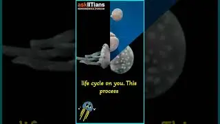 Unlocking the Secrets of Immortality: The Fascinating World of the Immortal Jellyfish  #askiitians