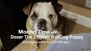 Morning With Dozer The English Bull Dog