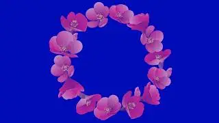 Flower video 4k, flower animation video, overlay, animation flower,