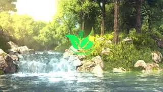 Magical BIRD Nature intro - After Effects Template