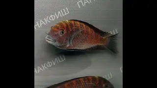 Трофеус Мура (Tropheus moorii)