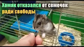 Джунгарский хомяк поменял семечки на свободу