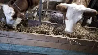Открыли сенаж в упаковке.