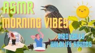 ASMR MORNING VIBES - BIRD CALLS - WILDLIFE SOUNDS [Serene Sunrise - Nature Symphony]