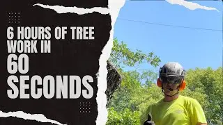 6 Hours of Tree Work in 62 seconds
