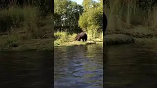 Мишка Кушает 