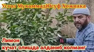 Ustoz MuhammadYusuf hojakadan novda turlari haqida video darslik  ☎️+998934265522