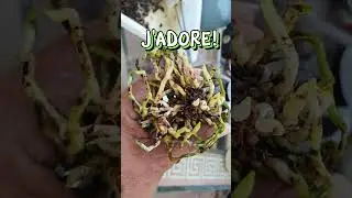 Mini Cattleya Transition Repot 3 Years Ago UPDATE 💪🏼 #cattleya #repotting #shorts #semihydro
