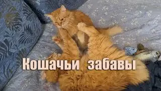Кошачьи забавы.
