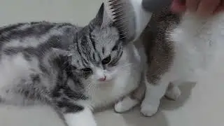 Cute kittens enjoy being brushed #cats #kitten #catlover