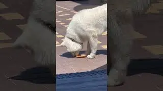#акита #dog #asmr