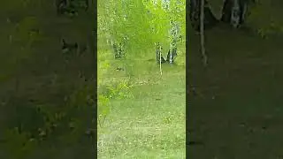 Такое чудо редко встретишь