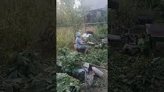 заготовка веников