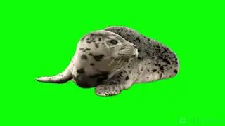 seal green screen video free download like share and subscribe
