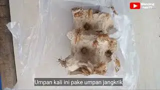 Umpan jitu mancing ikan papuyu || umpan jangkrik