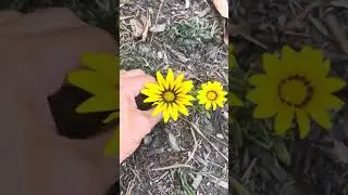 Tiny African daisy with tiny flower