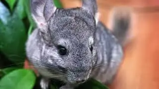 Do Chinchillas Bite?