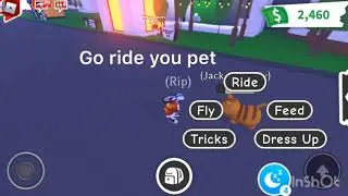 Roblox adopt me how to fly you ride pet with no fly potion