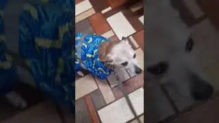 Собака #dog #shorts